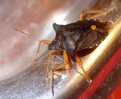 Réf. 215 237 : Pentatoma rufipes